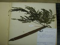 Herbarium sample